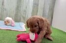 Energetic Cavoodle Poodle Mix Puppy