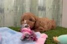 Meet Queenie - our Cavapoo Puppy Video