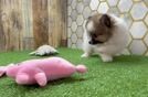 Pomeranian Pup Being Cute