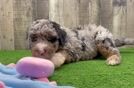 Adorable Sheepdogpoo Poodle Mix Puppy