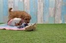 Cavapoo Puppy for Adoption