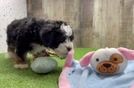 Best Mini Bernedoodle Baby