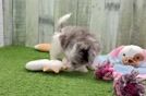 Meet Zach - our Maltipoo Puppy Video