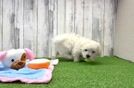Meet Lancelot - our Maltese Puppy Video