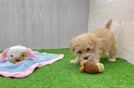 Smart Maltipoo Poodle Mix Pup