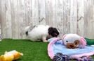 Fluffy Havapoo Poodle Mix Pup