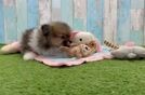 Friendly Pomeranian Baby