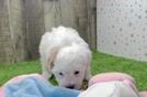 Funny Havapoo Poodle Mix Pup