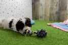 Playful Cavapoodle Poodle Mix Puppy