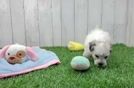 Havachon Puppy for Adoption