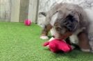 Meet Denali - our Mini Bernedoodle Puppy Video