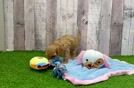 Playful Cavapoodle Poodle Mix Puppy