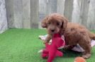 Mini Goldendoodle Pup Being Cute