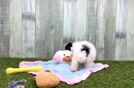 Meet Darcy - our Teddy Bear Puppy Video