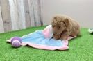 Sweet Mini Goldendoodle Baby