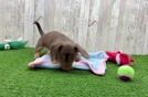 Dachshund Puppy for Adoption