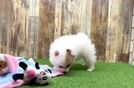 Pomeranian Puppy for Adoption