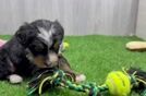 Popular Mini Bernedoodle Poodle Mix Pup