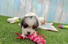 Cavapoo Puppy for Adoption