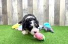 Mini Bernedoodle Pup Being Cute