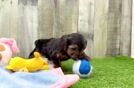 Yorkie Poo Puppy for Adoption