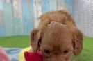 Cavapoo Pup Being Cute