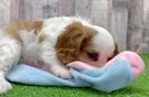 Cavalier King Charles Spaniel Puppy for Adoption