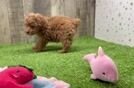Petite Pudel Purebred Puppy