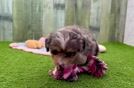 Funny Mini Aussiedoodle Poodle Mix Pup