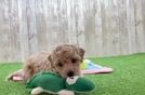 Poochon Puppy for Adoption