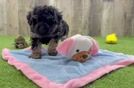 Small Poodle Purebred Pup