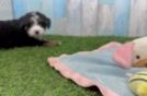 Mini Bernedoodle Pup Being Cute