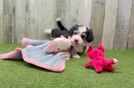 Aussiechon Puppy for Adoption