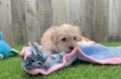 Energetic Maltese Poodle Poodle Mix Puppy