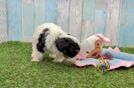 Meet Wade - our Cavapoo Puppy Video