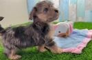 Petite Yorkie Poo Poodle Mix Pup
