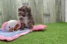 Meet Alfie - our Maltipoo Puppy Video