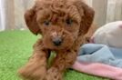 Smart Mini Irish Doodle Poodle Mix Pup