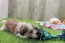 Meet Chadwick - our Teddy Bear Puppy Video