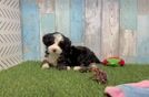 Popular Mini Bernedoodle Poodle Mix Pup