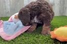 Meet Rosalie - our Cavapoo Puppy Video  - Seaside Pups Best Cavapoo Baby