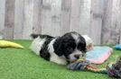 Meet Rookie - our Cavachon Puppy Video