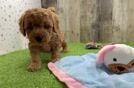 Meet Armani - our Mini Goldendoodle Puppy Video