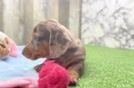 Cute Doxie Purebred Puppy