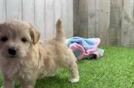 Maltipoo Pup Being Cute