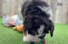 Energetic Mini Bernesedoodle Poodle Mix Puppy
