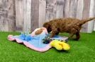Best Cavapoo Baby