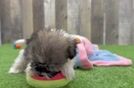 Havanese Puppy for Adoption