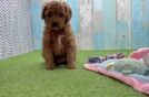 Cute Cavapoo Baby