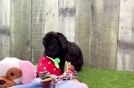 Meet Vivica - our Mini Aussiedoodle Puppy Video